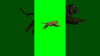 Download lagu Tiger 🐯 Green Screen VFX Video #tiger #greenscreen #animation #chromakey #shorts mp3