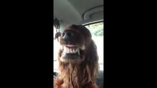 Irish Settler is pleased with itself