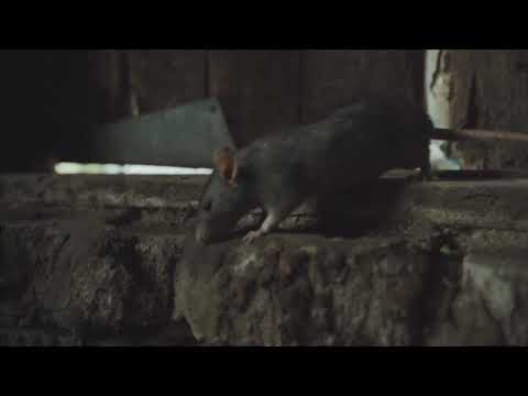 NYC Cold Weather Rats