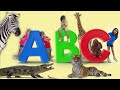 Educational Animal Video For Kids Alphabet Animals Sound Learn ABC Animals By Atrin And Soren