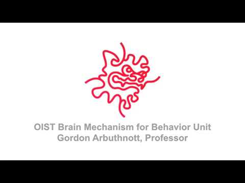 Imaging reveals patterns in neuron firing