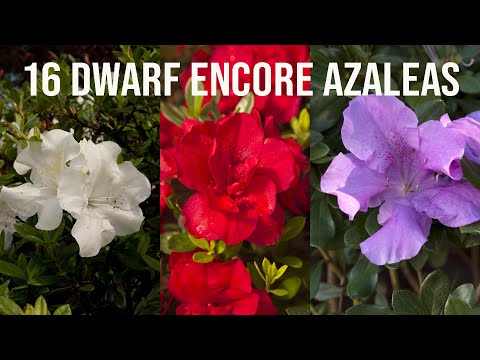 🌺16 Dwarf Encore® Azaleas
