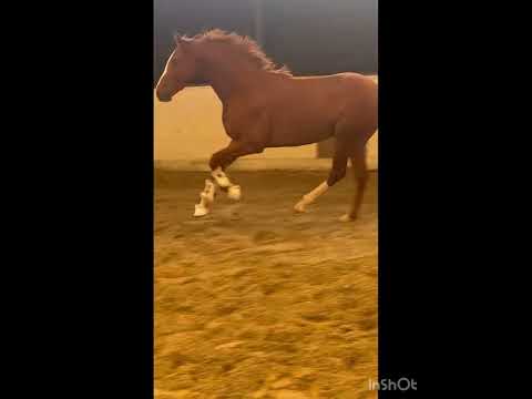 Donier x londonderry