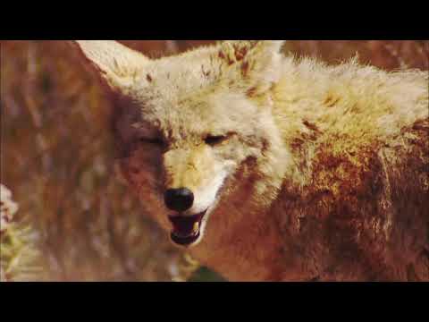 Saguaro National Park