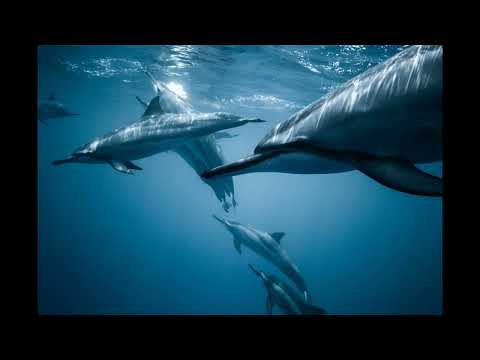 American Idle   RKVC 1 Hour