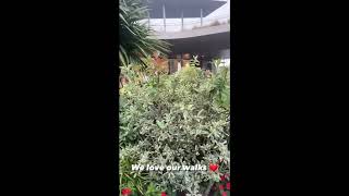 Chiara Ferragni fa l'albero di natale e Leone Dinosauro la spaventa🙈💞