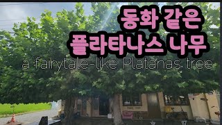 동화 같은 플라타나스 나무 아래 작은 가게... 우리 동네입니다^^