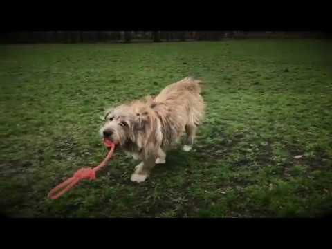 Super Cool Dog Running In Slow Motion