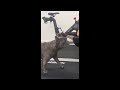Funny cats - dogs - Funny animal videos part 2