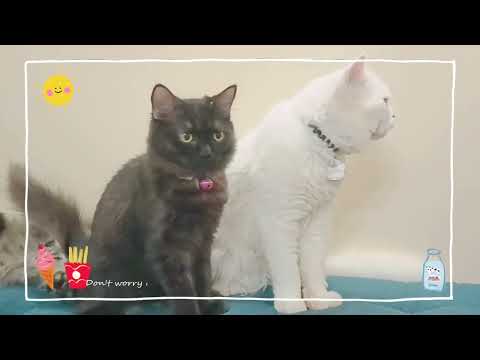 mimmi,Bella okati ayiii Cosmo ni vere chesaii........taruvata Bella Cosmo okatiga❤️😍🥰😘😊😊