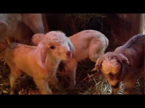 Triplet baby goats born