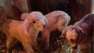 Triplet baby goats born