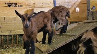 Förster Technik® ECO Lamb Feeder