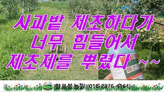 사과밭제초작업하다기 힘들어서 제초제를 뿌렸다