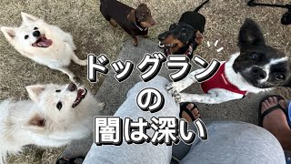【オーストラリアのドッグラン事情】ゴールドコーストで犬と暮らす自己肯定感の高い日本人の今の悩み
