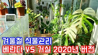 겨울철 식물관리!! 베란다 월동식물 VS 실내 거실 월동식물 2020년 버전!!