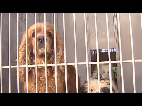 New California Law Says Pet Stores Can Only Sell Rescued Dogs, Cats And Rabbits | NBC Nightly News