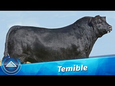 Huaca Curu 7516 Curu 5975-T/E- Temible