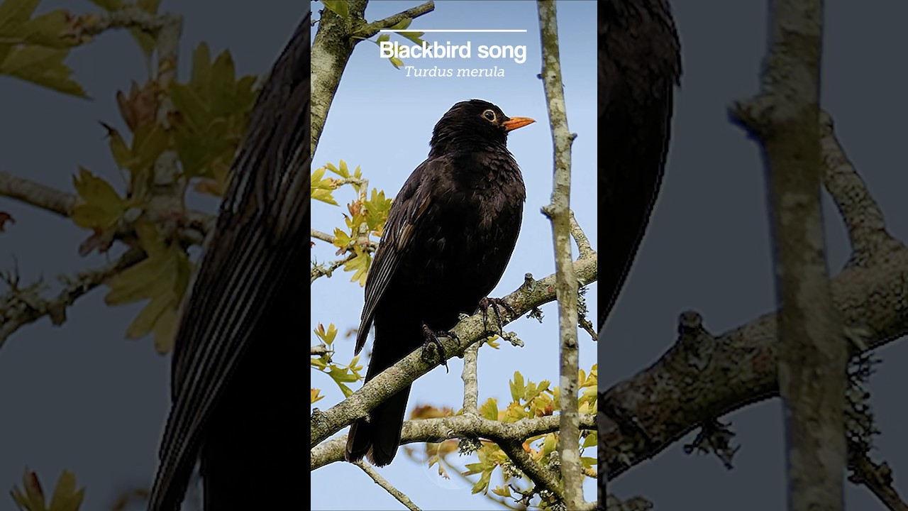 The Blackbird's pure melodic song is ultra-relaxing