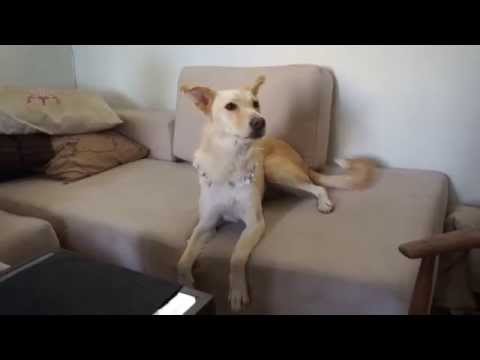 ג'וני ונוני - קליפ חתונה