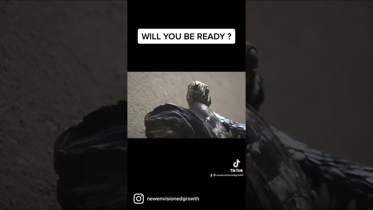 VLOGS thumbnail