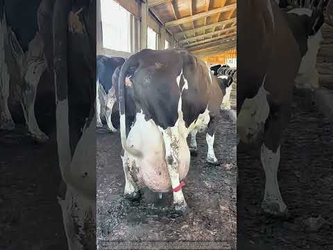 Is This Normal ! Understanding Dairy Cow Udders