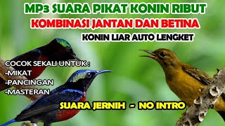 Download lagu suara pikat konin jantan dan betina ribut @Kuang_Kicau mp3