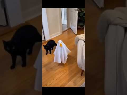 топ 6 приколов с животными 63