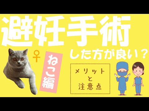 犬・猫の手術の主な注意点