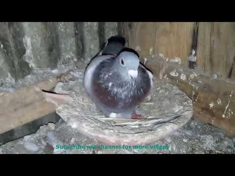 Supiri Parawi Set Ekak|Super Pigions Sri Lanka|SL PIGIONS STORE