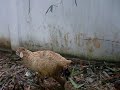 Normal Delivery Of Sheep