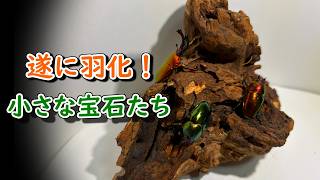 [パプアキンイロクワガタ]小さな宝石たち[成体掘り出し]