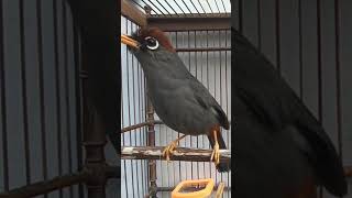 Download lagu Poksay mandarin #poksay #burungunik #kicaumaniabird #burung #burungterus #birds #kicaumania mp3 Download lagu Poksay mandarin #poksay #burungunik #kicaumaniabird #burung #burungterus #birds #kicaumania mp3