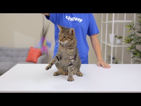 YouTube video about: Where can I buy kit and kaboodle wet cat food?