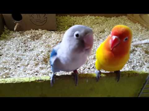 Sonidos de agapornis !! CANTO dE aGapoRnIs (HERMOSA melodia 🐣)