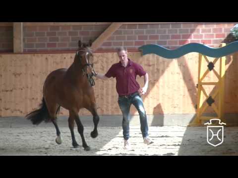 RD17 Holsteiner Stute von Cascadello I - Acobat II - Alasca