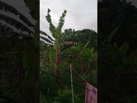 meu quintal de Aratuipe, Bahia