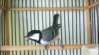 Download lagu MANJUR untuk Menaikkan Birahi Burung Gelatik anda dengan Pancingan Suara Gelatik Batu Betina ini mp3