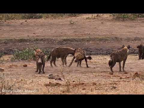 Laughing Hyena Sounds: Vocalizations