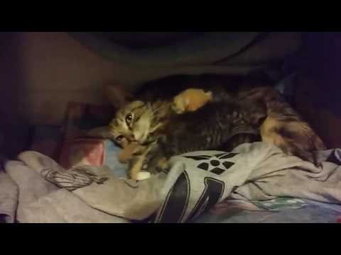 Sexing kittens, telling male from female