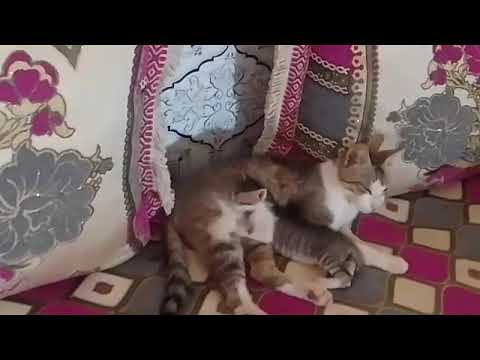 القطة شفو فين نعسة كترضع ولدتها🤣😂