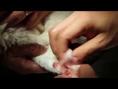 How to treat an ingrown toe nail in a cat
