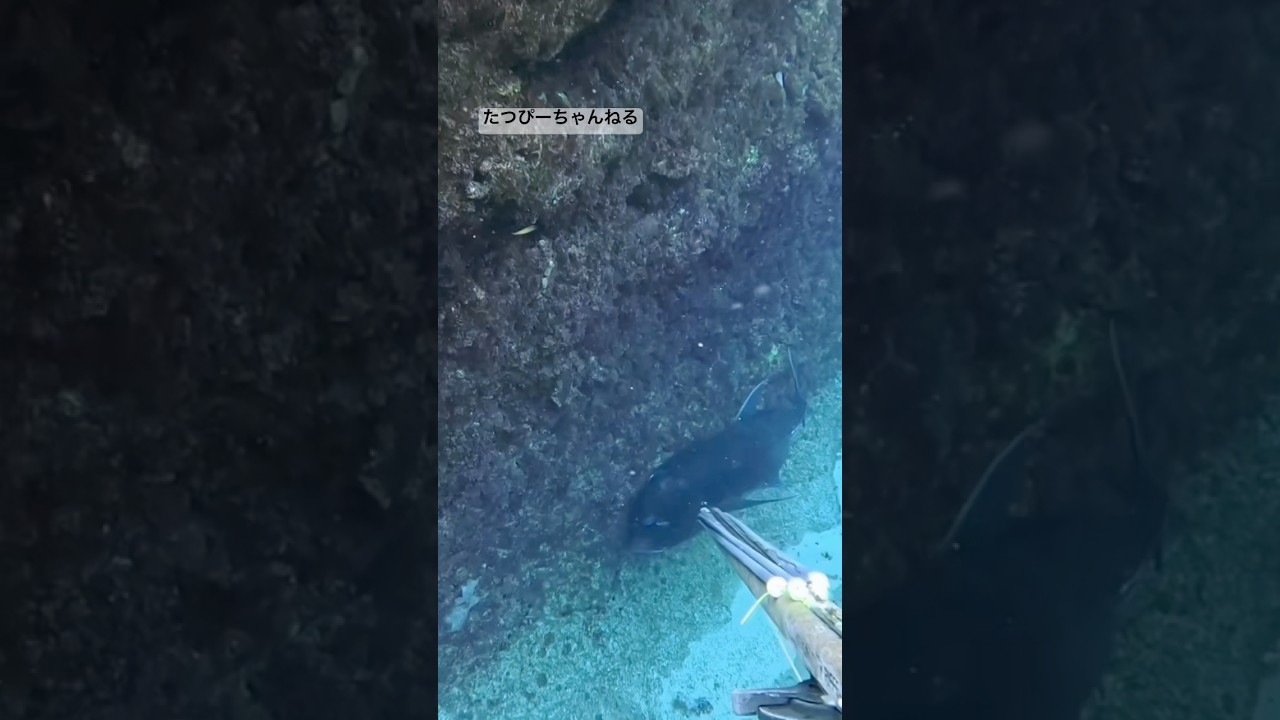 Giant Trevally / ロウニンアジ🐟