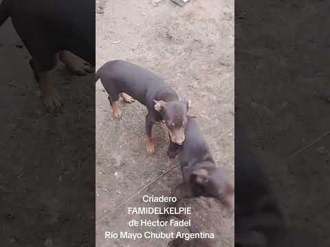 Criadero FAMIDELKELPIE Río Mayo Chubut Argentina