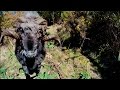 Un carnero muy enojado derriba un drone