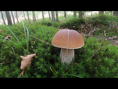 Moje pierwsze grzybobranie w tym roku, WYSYP GRZYBÓW w lasach? - Grzybobranie (Wrzesień 2022)