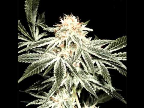 Knoc-turn'al ft Jayo Felony, Y - Sorry I Left Ya'll