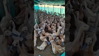 Download lagu SUARA BEBEK KWEK KWEK KWEK KWEK , SUARA BEBEK WEK WEK , SUARA BEBEK KESURUPAN , SUARA BEBEK ANGSA mp3 Download lagu SUARA BEBEK KWEK KWEK KWEK KWEK , SUARA BEBEK WEK WEK , SUARA BEBEK KESURUPAN , SUARA BEBEK ANGSA mp3