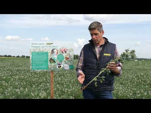 Königlicher Abschluss: DIE WEISSE LUPINE