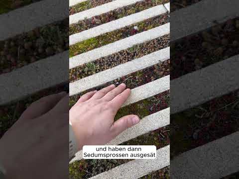 Fugengrün mal anders mit großer Wirkung fürs Klima